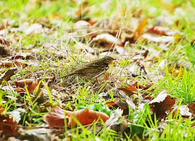 OLIVE-BACKED PIPIT ( Anthus hodgsoni ) . PHEAR PARK . EXMOUTH . 13 / 12 / 2022