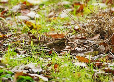 OLIVE-BACKED PIPIT ( Turdus hodgsoni ) . PHEAR PARK . EXMOUTH . 13 / 12 . 2022