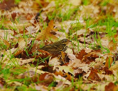 OLIVE-BACKED PIPIT ( Anthus hodgsoni ) . PHEAR PARK . EXMOUTH . 13 / 12 / 2022