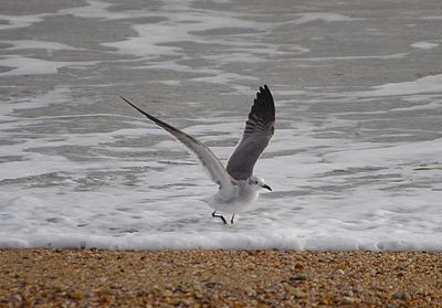 LAUGHING GULL . TORCROSS . DEVON . ENGLAND . 6 / 1 / 2023