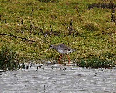 SPOTTED REDSHANK . BOWLING GREEN MARSH . DEVON . 7 / 1 / 2023