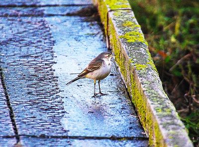 EASTERN YELLOW WAGTAIL . COLYFORD COMMON . DEVON . 7 / 1 / 2023