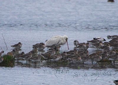  SPOONBILL . BOWLING GREEN MARSH . DEVON. 3 / 1 / 23 .