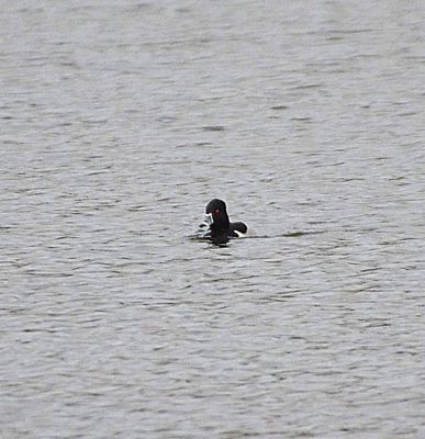 RING-NECKED DUCK . BEESANDS LEY . DEVON.j 6 / 1 / 23