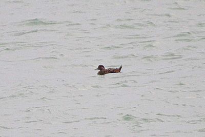 COMMON SCOTER . SLAPTON SANDS . DEVON . 6 / 1 / 23