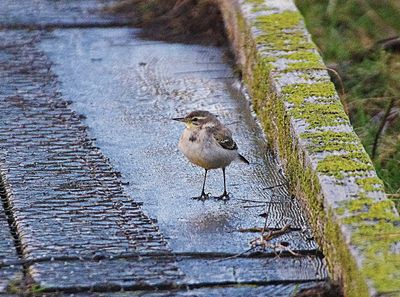 EASTERN YELLOW WAGTAIL . COLYFORD COMMON . DEVON . 7 / 1 / 23