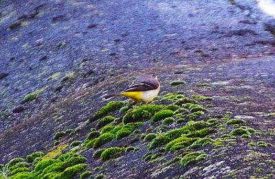 GREY WAGTAIL . PHEAR PARK . EXMOUTH . DEVON . 9 / 1 / 23