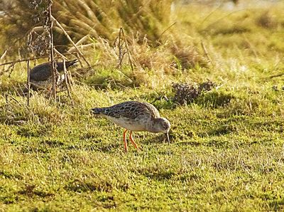 RUFF . BOWLING GREEN MARSH . DEVON . 13 / 1 / 23