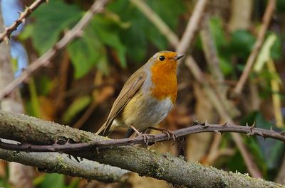 ROBIN . BOWLING GREEN MARSH . DEVON . 13 / 1 / 23
