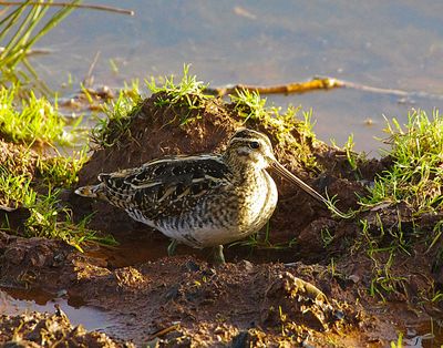 COMMON SNIPE . BOWLING GREEN MARSH . DEVON . 13 / 1 / 23