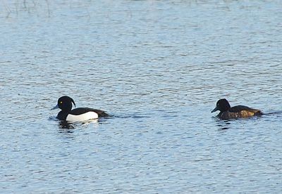 TUFTED DUCK . BOWLING GREEN MARSH . DEVON . 13 / 1 / 23