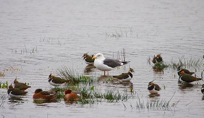 LESSER BLACK-BACKED GULL . BOWLING GREEN MARSH . DEVON . 14 / 1 / 23