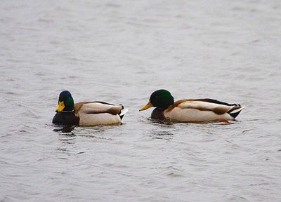 MALLARD . BOWLING GREEN MARSH . DEVON . 14 / 1 / 23