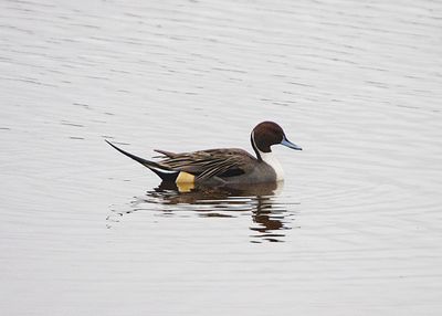 bird_photos_2023