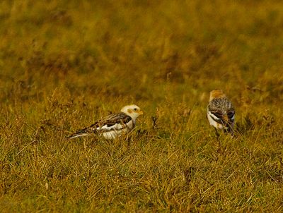 SNOW BUNTING . HOLKHAM . NORFOLK . 20 / 1 / 23