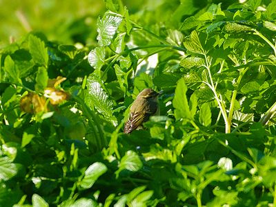 HUME`S LEAF WARBLER . BRANCASTER . NORFOLK . 21 / 1 / 23