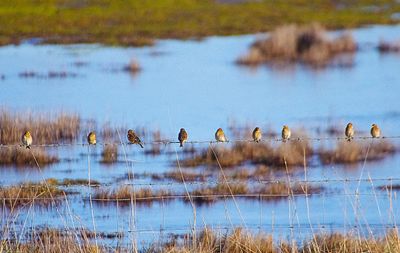 TWITE . BLAKENEY MARSHES . NORFOLK . 21 / 1 / 23