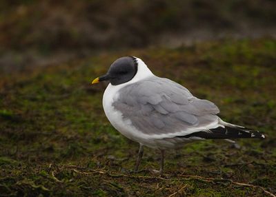 SABINE`S GULL . BUDDS FARM . HAVANT . HAMPSHIRE . 31/1/23