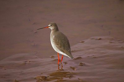 SPOTTED REDSHANK . TOPSHAM QUAY . DEVON . 7 / 2 / 23