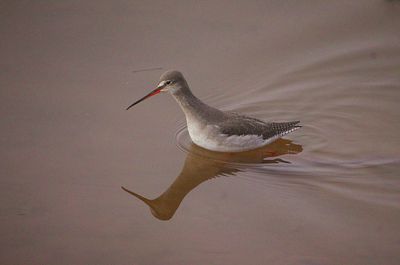 SPOTTED REDSHANK . TOPSHAM QUAY . DEVON . 7 / 2 / 23