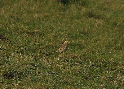 RICHARDS PIPIP . WYKE REGIS . DORSET . 14/2/23
