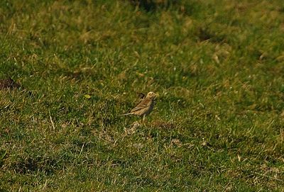 RICHARDS PIPIT . WYKE REGIS . DORSET . 14 / 2 / 23