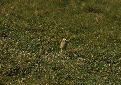 RICHARDS PIPIT . WYKE REGIS . DORSET . 14 / 2 / 23