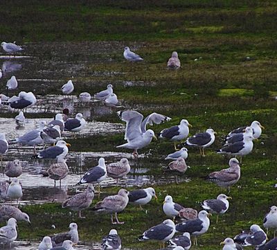 CASPIAN GULL ( ADULT ) . THE HALE ESTUARY . CORNWALL . 18 / 2 / 23