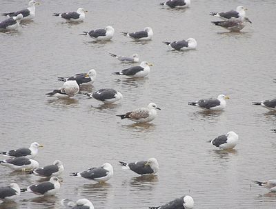 CASPIAN GULL ( 1st Winter ) . THE HALE ESTUARY . CORNWALL . 18 / 2 / 23