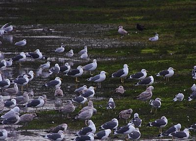 CASPIAN GULL ( Adult ) . THE HALE ESTUARY . CORNWALL . 18 / 2 / 23