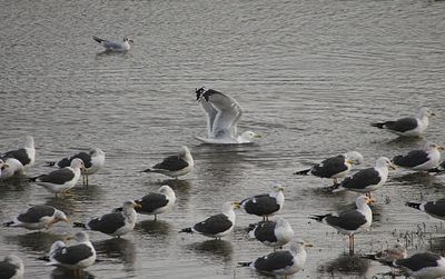 CASPIAN GULL ( Adult ) . THE HALE ESTUARY . CORNWALL . 18 / 2 / 23