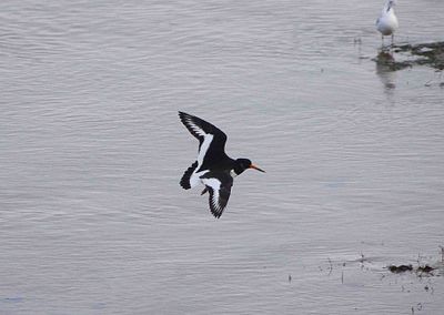 EURASIAN OYSTERCATCHER . THE HALE ESTUARY . CORNWALL . 18 / 2 / 23