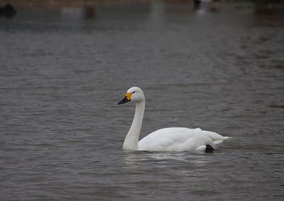 BEWICK`S SWAN . SLIMBRIDGE WWT . GLOUCESTERSHIRE . 27/2/23