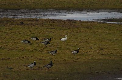 Ross`s Goose . Anser rossii
