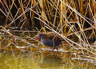 WATER RAIL . SLIMBRIDGE WWT . GLOUCESTERSHIRE . 27 / 2 / 23