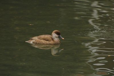 RED-CRESTED POCHARD . SALTRAM HOUSE . PLYMOUTH . DEVON . 8 / 3 / 23