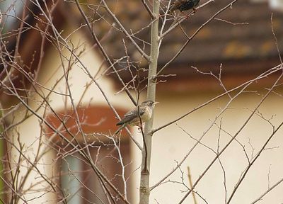 ROSE-COLOURED STARLING . WIVELISCOMBE . SOMERSET . 10/3/23