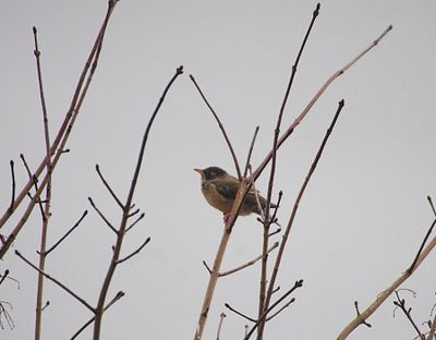 ROSE-COLOURED STARLING . WIVELISCOMBE . SOMERSET . 10 / 3 / 23