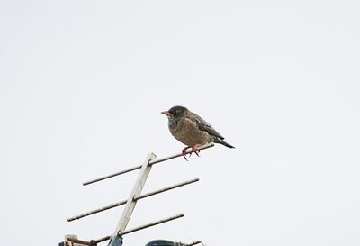 ROSE-COLOURED STARLING . WIVELISCOMBE . SOMERSET . 10 / 3 / 23