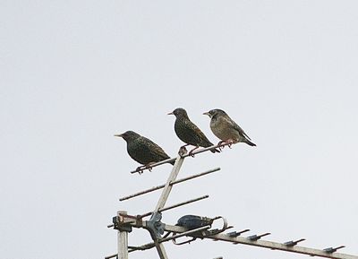 ROSE-COLOURED STARLING . WIVELISCOMBE . SOMERSET . 10 / 3 / 2023