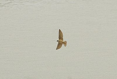 SAND MARTIN . BOWLING GREEN MARSH . DEVON . 31/3/2023