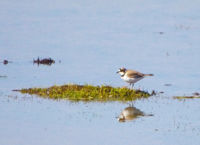 LITTLE RINGED PLOVER . THE OTTER MARSHES . DEVON . 7 / 4 / 2023