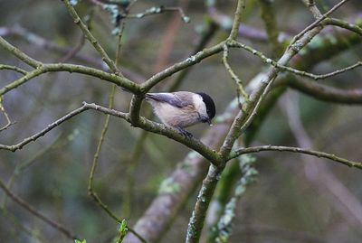 WILLOW TIT . LOWER TAMAR LAKE . DEVON . 2 / 4 / 2023