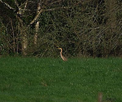 PURPLE HERON . STOVER PARK . DEVON . 3 / 4 / 2023