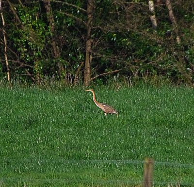 PURPLE HERON . STOVER PARK . DEVON . 3/4/23