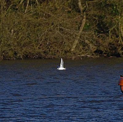 FORSTER`S TERN . SUTTON BINGHAM RESERVOIR . SOMERSET . 6 / 4 / 2023