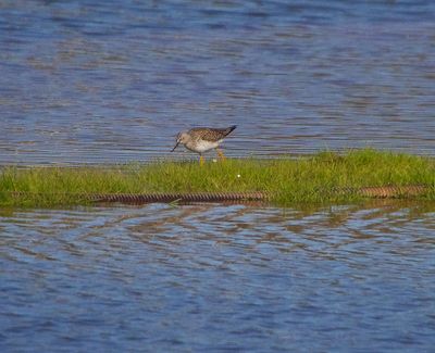 lLESSER YELLOWLEGS . THE OTTER MARSHES . DEVON . 7 / 4 / 2023