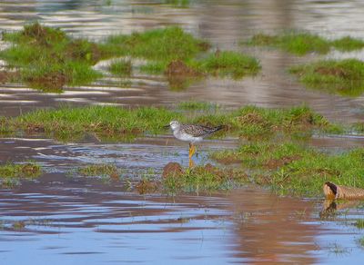 LESSER YELLOWLEGS . THE OTTER MARSHES . DEVON . 7 / 4 / 2023