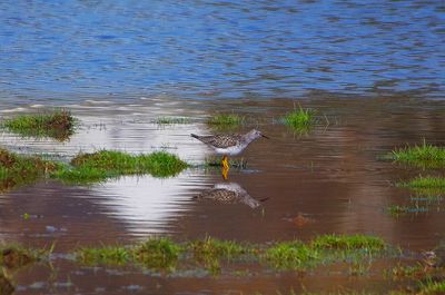 LESSER YELLOWLEGS . THE OTTER MARSHES . DEVON . 7 / 4 / 2023