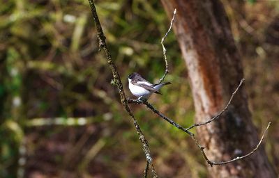 PIED FLYCATCHER . YARNER WOOD . DEVON . 9 / 4 / 2023